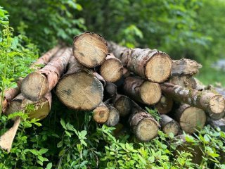 Які дрова можна безкоштовно збирати в лісі: що дозволено, а за що оштрафують