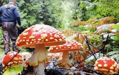 Лікарі попередили про небезпеку лікування мухоморами