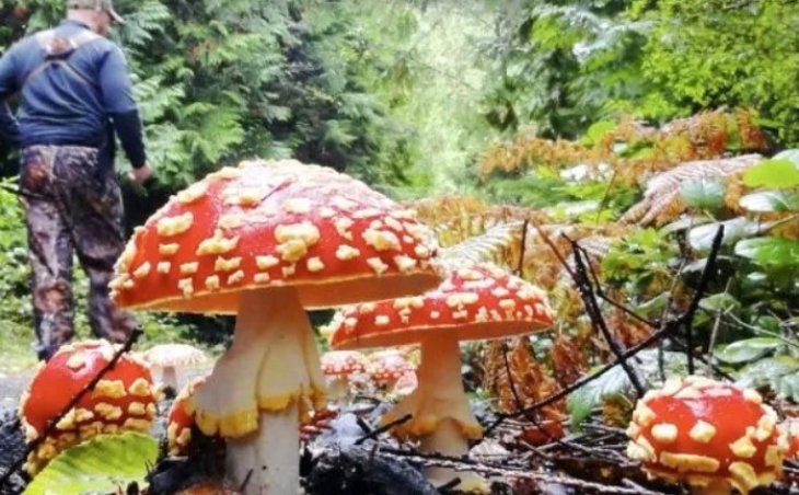 Лікарі попередили про небезпеку лікування мухоморами