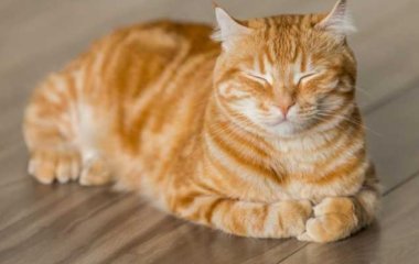 Новозеландец построил для пожилого кота специальный лифт (ВИДЕО)