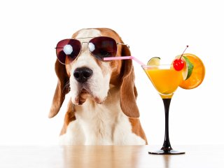 Сети насмешила реакция собаки на дольку лимона (ВИДЕО)