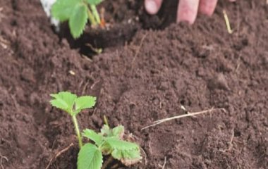 Секрети осінньої посадки полуниці: коли та як це краще робити
