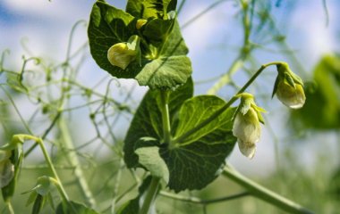 Щоб виріс великим і соковитим: запам'ятайте, коли краще сіяти горох у відкритий ґрунт