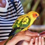 Попугай показал, как правильно играть в боулинг (ВИДЕО)