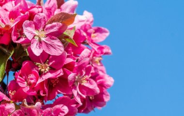 Цей кущ цвіте понад 120 днів, тому його неодмінно треба посадити у своєму саду