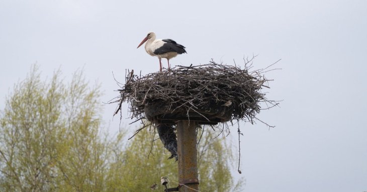 Лелека Збися змінила Польщу на Україну: що відомо про унікальну міграцію