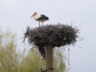 Лелека Збися змінила Польщу на Україну: що відомо про унікальну міграцію