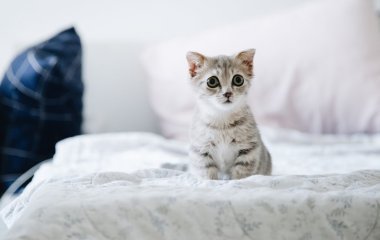 Коти стали зірками Мережі, пограбувавши холодильник (ВІДЕО)