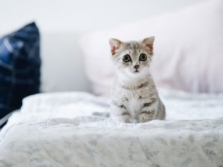 Коти стали зірками Мережі, пограбувавши холодильник (ВІДЕО)