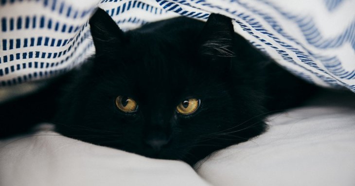 Чому домашні тварини симулюють хвороби: ветеринар назвав причину