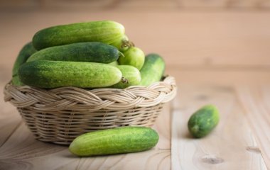 Як виростити смачні огірки на підвіконні - це може зробити кожен, спробуйте і ви.