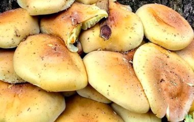 Як відрізнити справжній опеньок від несправжнього: пояснення від фахівців