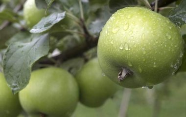 Дієтолог назвала продукти для нормалізації рівня цукру в крові
