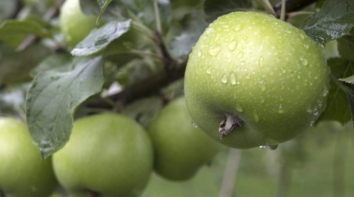 Дієтолог назвала продукти для нормалізації рівня цукру в крові