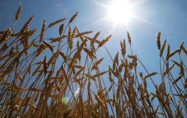 Клітковина: що таке, користь та вміст у продуктах
