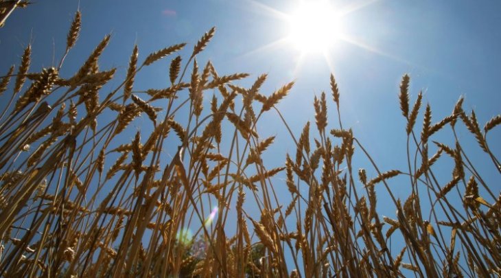 Клітковина: що таке, користь та вміст у продуктах