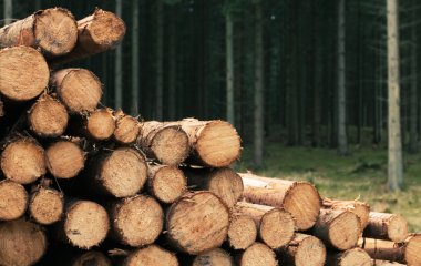 Як законно заготовляти дрова 2025 року самостійно: де дозволено рубати самосів