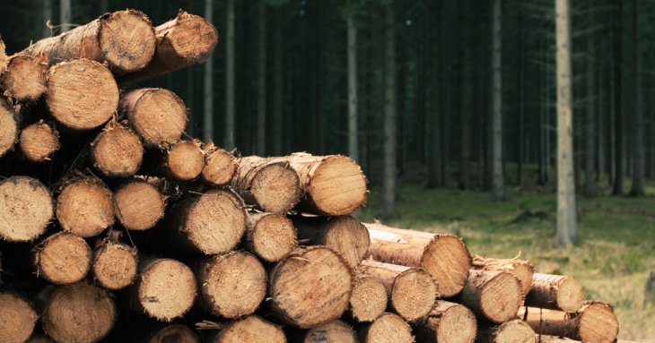 Як законно заготовляти дрова 2025 року самостійно: де дозволено рубати самосів