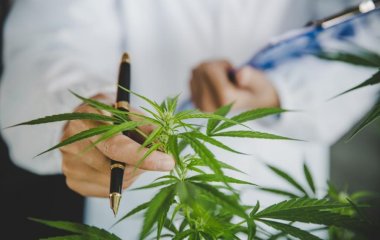 Cінтетичний канабідіол виявився ефективним проти збудника гонореї.
