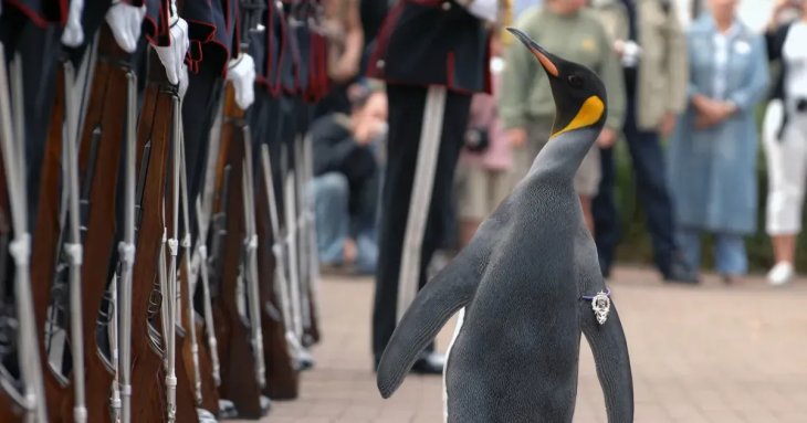 Пінгвін з Единбурга став генерал-майором норвезької гвардії: що відомо про унікального птаха
