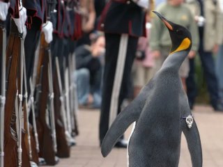 Пінгвін з Единбурга став генерал-майором норвезької гвардії: що відомо про унікального птаха