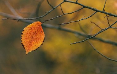 День ангела 26 листопада: кого та як вітати з іменинами