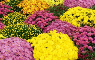 Як продовжити цвітіння хризантем аж до снігу і морозів: прості поради від фахівців