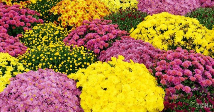 Як продовжити цвітіння хризантем аж до снігу і морозів: прості поради від фахівців