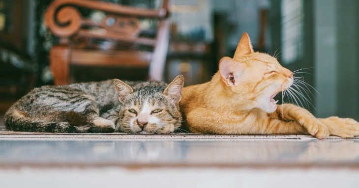 Скільки часу потрібно коту, щоб забути свого господаря