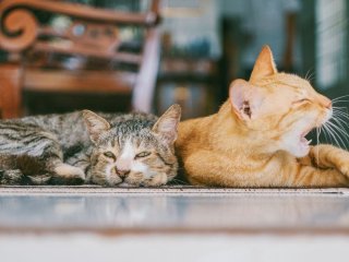 Скільки часу потрібно коту, щоб забути свого господаря