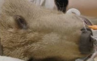 Перший бурий ведмідь, якому зробили операцію на мозку, вийшов зі сплячки: що з ним сталося (фото)