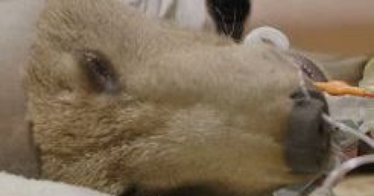 Перший бурий ведмідь, якому зробили операцію на мозку, вийшов зі сплячки: що з ним сталося (фото)