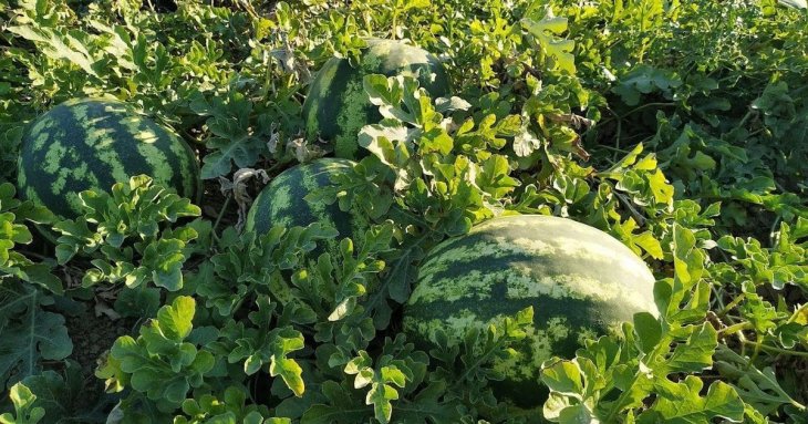 Чим підживити дині й кавуни після сходження, щоб виросли великими й солодкими