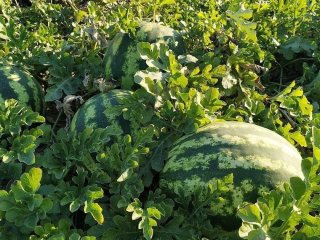 Чим підживити дині й кавуни після сходження, щоб виросли великими й солодкими