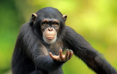 Шимпанзе вигадали креативний спосіб втекти із зоопарку (ФОТО)
