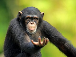 Шимпанзе придумали креативный способ сбежать из зоопарка (ФОТО)