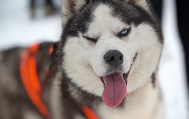 Цікавий собака сунув голову в отвір у дереві і застряг 