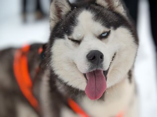 Цікавий собака сунув голову в отвір у дереві і застряг 