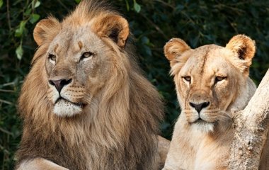 Смертельна спроба подружитися з левами: у зоопарку на очах у відвідувачів загинув підліток (фото)