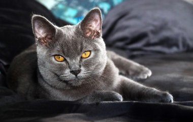 Что делать, если ваш кот набрал лишний вес