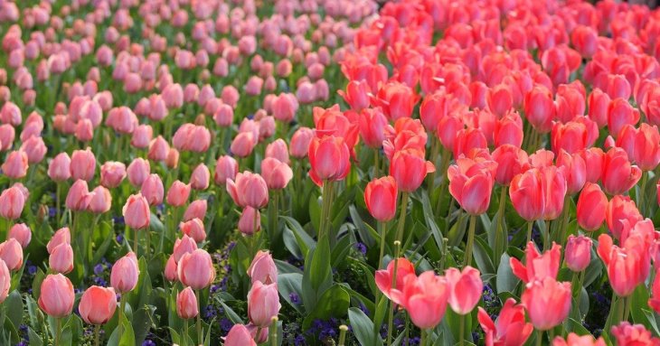 Тюльпани ростуть, але не цвітуть: що робити