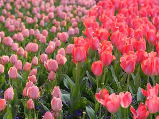 Тюльпани ростуть, але не цвітуть: що робити