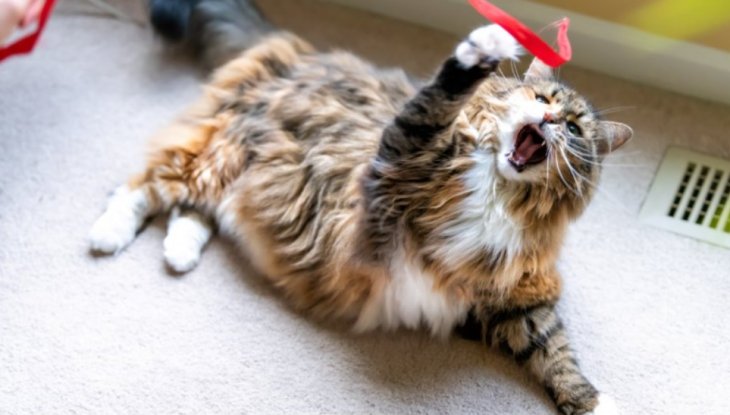 Смішний кіт, який веде себе як примхлива дитина