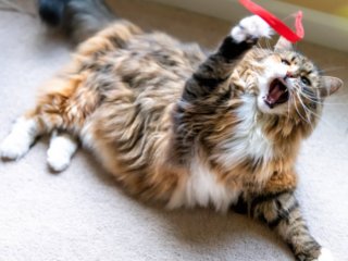 Смішний кіт, який веде себе як примхлива дитина