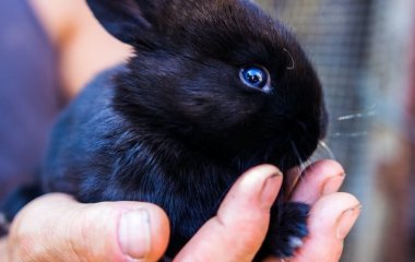 Тест: довірлива душа чи скептик — перший погляд на фото розкриє ваш характер