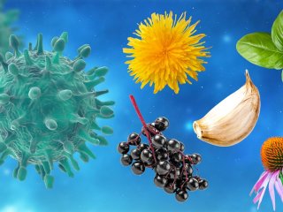 Ученые придумали, как использовать вирусы в лечении рака