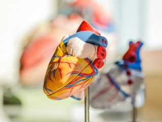 Секрет здорового серця на тарілці: які овочі радять обирати кардіологи