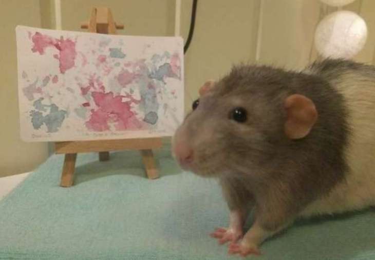 Крыса, умеющая рисовать, стала звездой Сети (ФОТО)