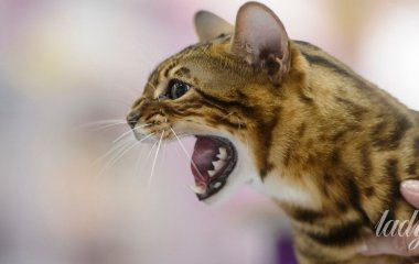Ветеринар розкрив, які популярні породи котів він ніколи не завів би через їхній характер
