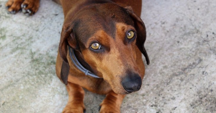 Кінологи назвали 5 причин, чому вам не варто заводити собаку